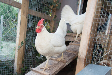 3 Tips for a Predator-Proof Coop Image